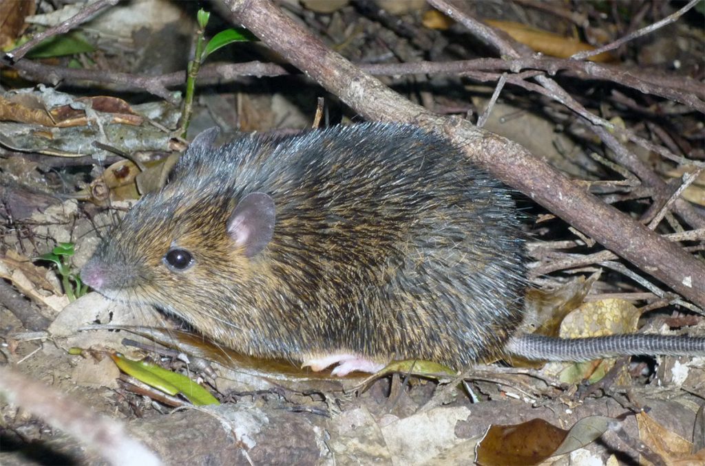 The Amami spiny rat (Tokudaia osimensis) lacks a Y chromosome