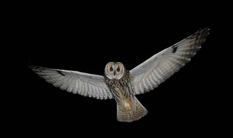 Long-eared owl. An owl measuring 38 centimeters in length. These nocturnal owls inhabit Hokkaido and some parts of Japan’s main island, though they are seen across Japan during the winter. They catch mainly mice on open farmland and grasslands during the night. Photo courtesy of Masayuki Senzaki.