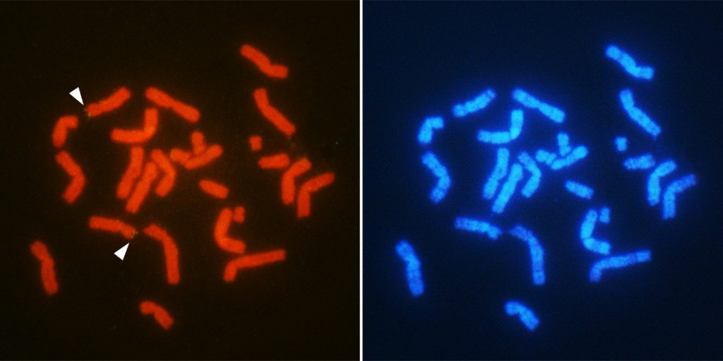 Chromosomal location of the sex-related gene AMH (arrowheads) in male T. osimensis.