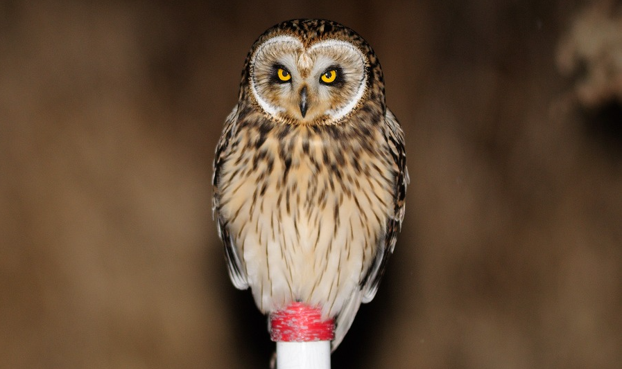 Short-eared owl