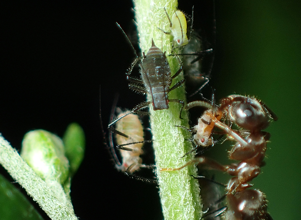 Color polymorphism in aphids and an attending ant. Large blackish ones and small green one are ‘green’ morphs, whereas large and small orange ones are ‘red’ morphs. Photo courtesy of Ryota Kawauchiya