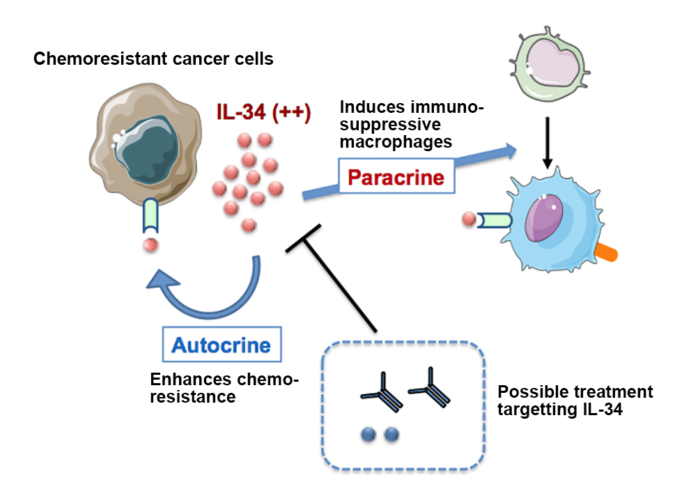 Chemoresistant cancer cells secrete IL-34, which induces production of immunosuppressive macrophages and enhances chemoresistance of the cancer cells.