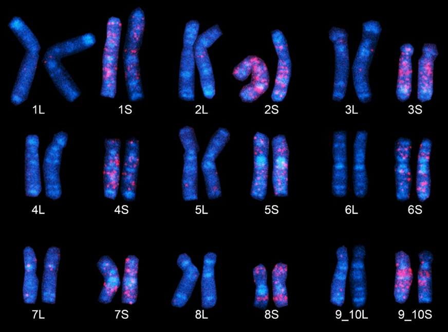 African clawed frog chromosomes