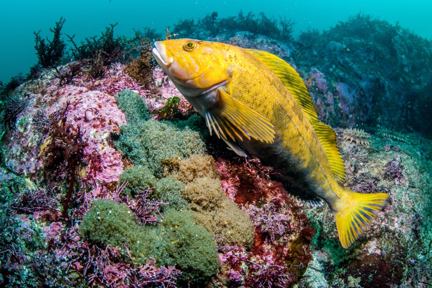 A male of Hexagrammos otakii (Hot)