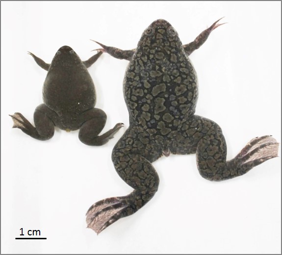 How The African Clawed Frog Got An Extra Pair Of Genes Whole Genome 