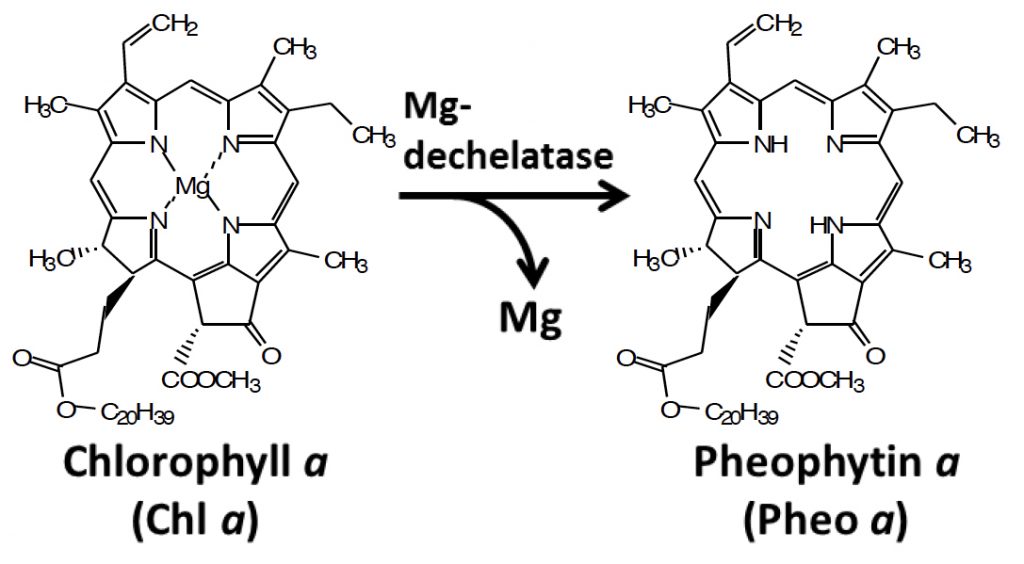 Degradation of chlorophyll