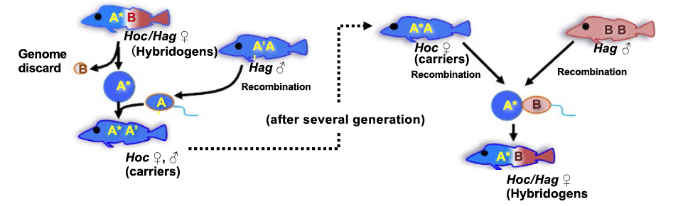 Hybrid female backcrossing with male of original species