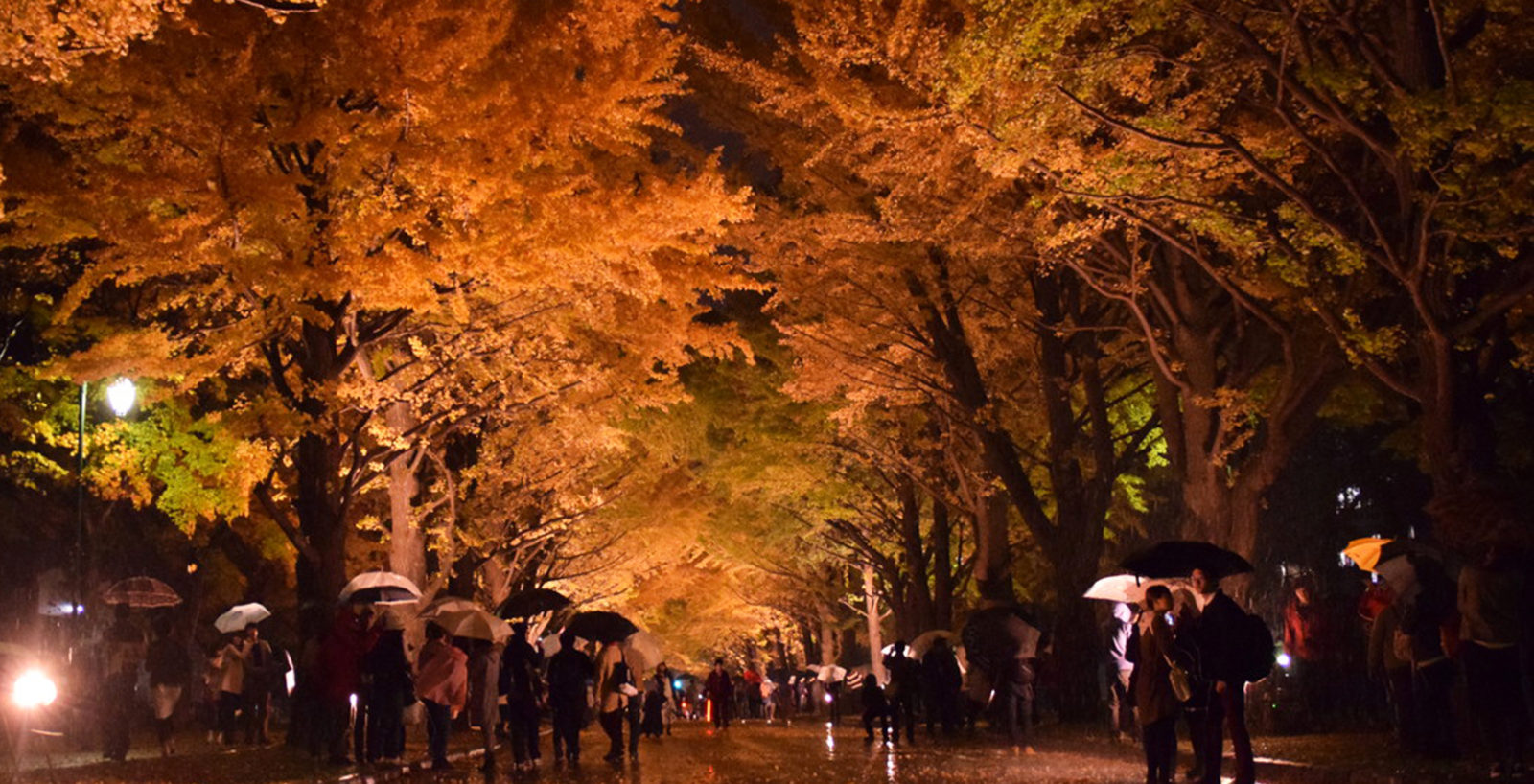 Gingko Avenue illuminated to create a Golden Tunnel Hokkaido