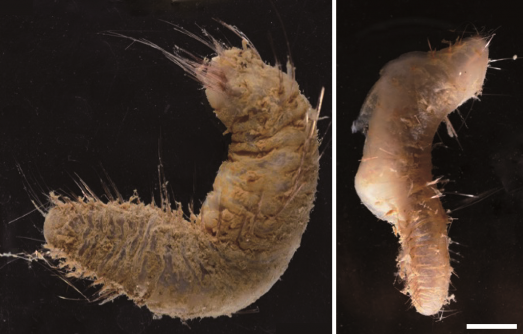 New species discovered in Antarctica | Hokkaido University New species discovered in Antarctica | Hokkaido University