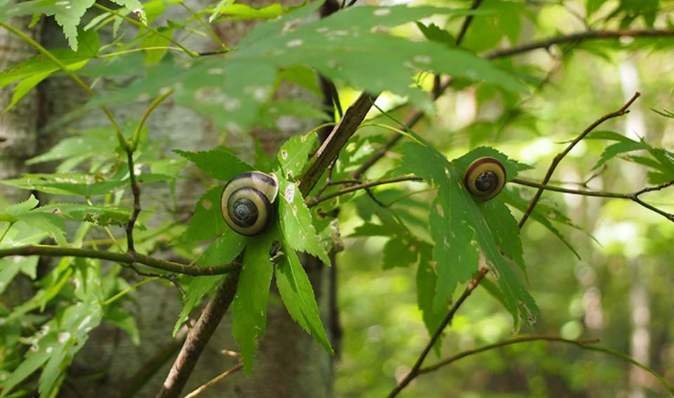 Fig-tree climbing snails