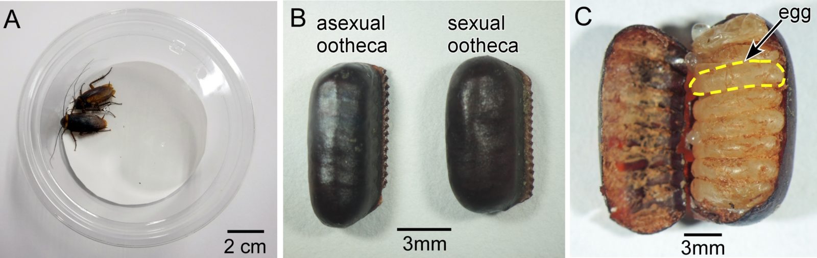 oothecae