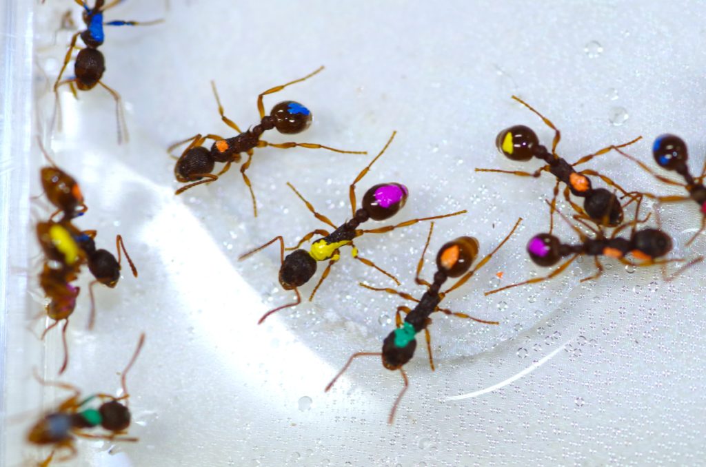 Colored ants