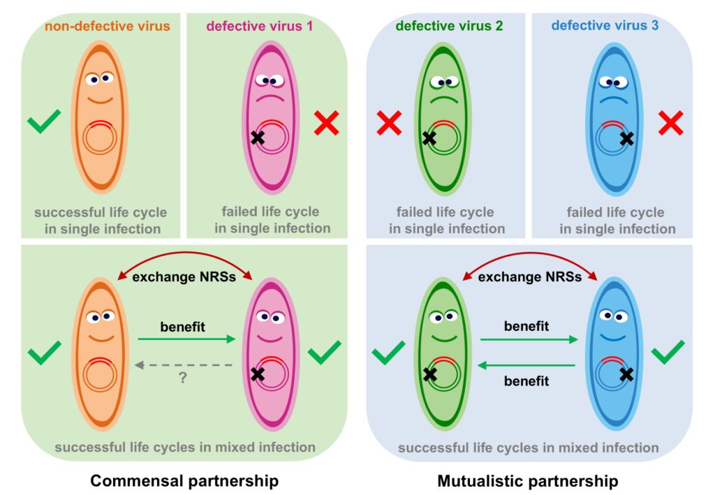 Virus partnership