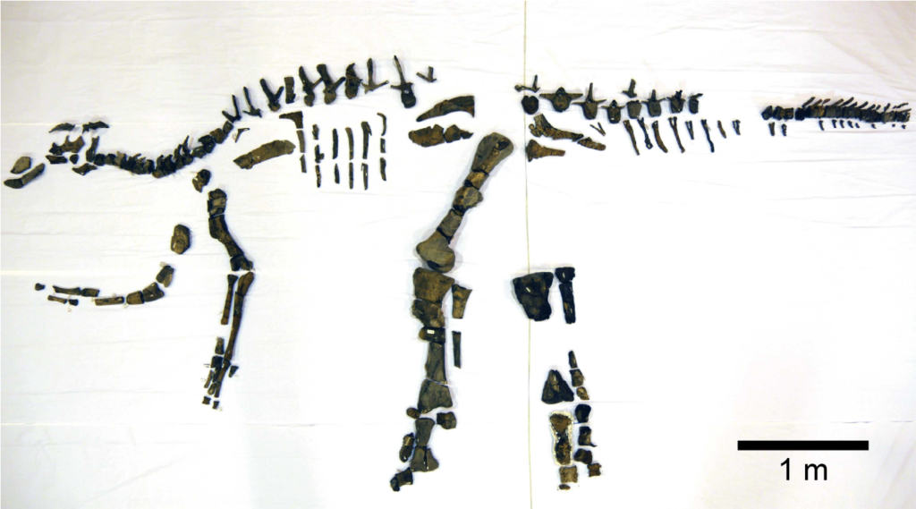 Mukawaryu complete skeleton