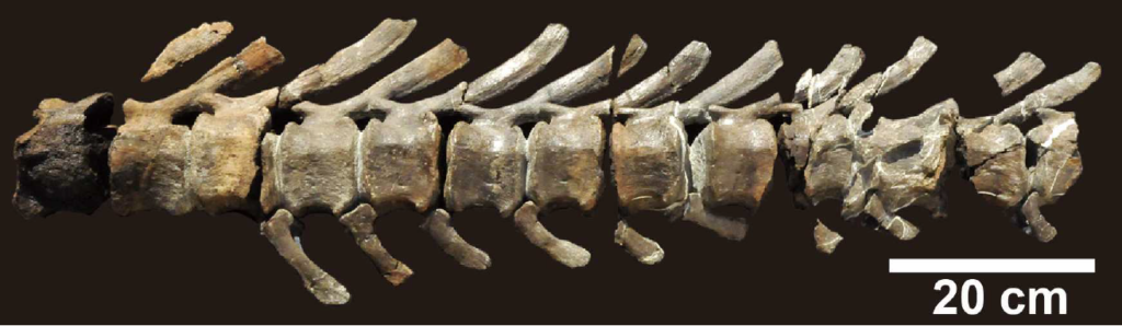 Mukawaryu caudal vertebra