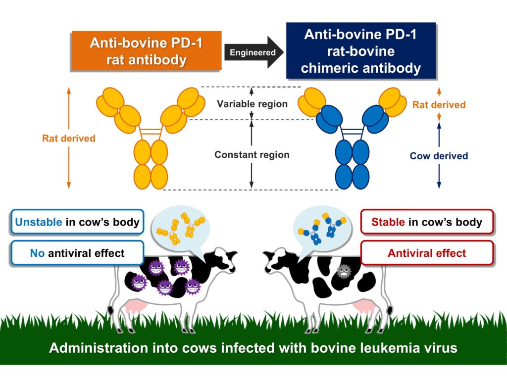 chimeric antibody reduces the viral counts