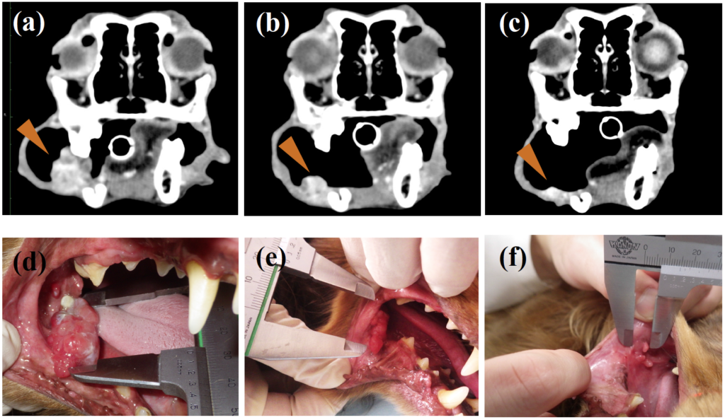 OMM dogs and tumor regression