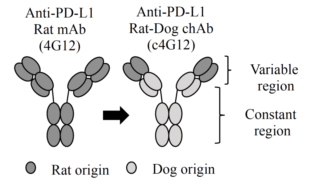 The chimeric anti-PD-L1 antibody developed in the study.