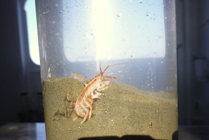 Crustacean in one of the sediment samples