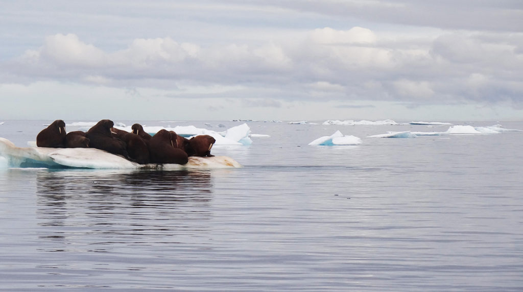 Walruses huddling together on a block of ice