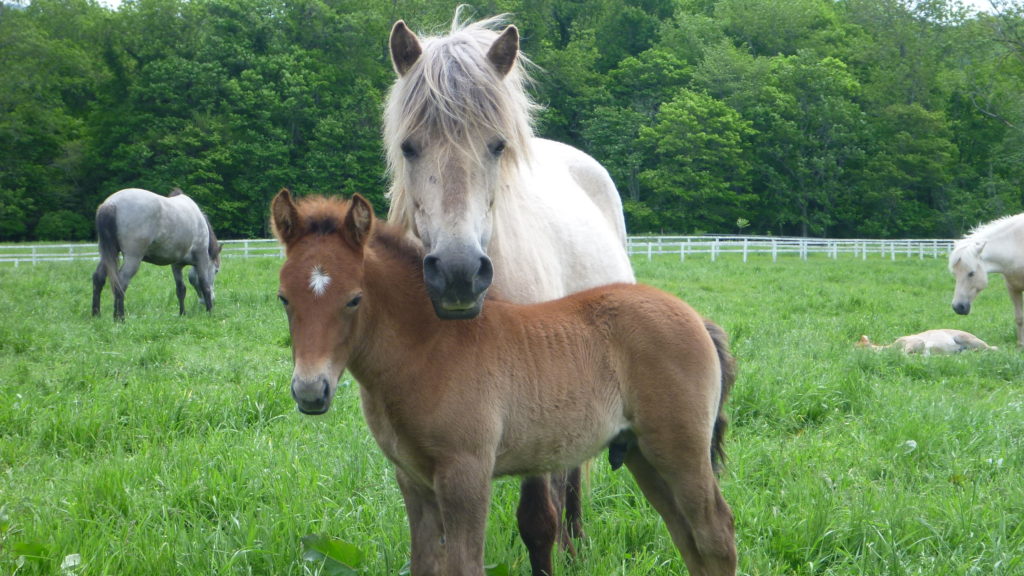 Mother and foal at Shizunai Farm