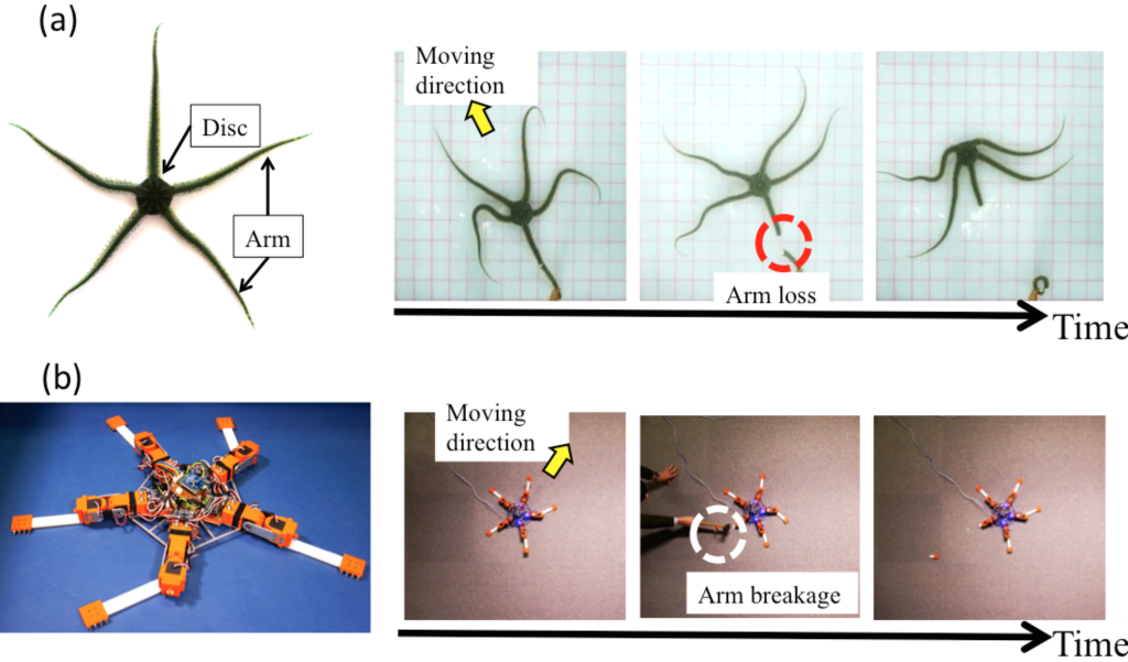 brittle star movements