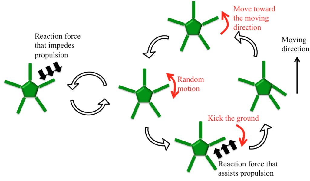 brittle star movement 2