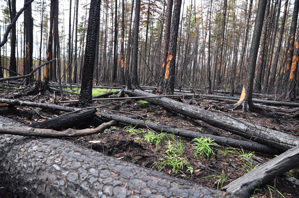 Um campo no extremo oriente russo depois de um incêndio florestal. Devido à localização das árvores, a concentração de carvão difere de um lugar para outro. Foto de Bryanin SV