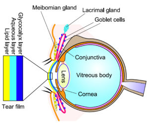 The tear film is composed of three basic layers