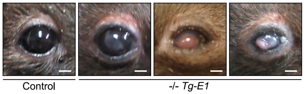 The knockout mice lacking Elovl1 gene