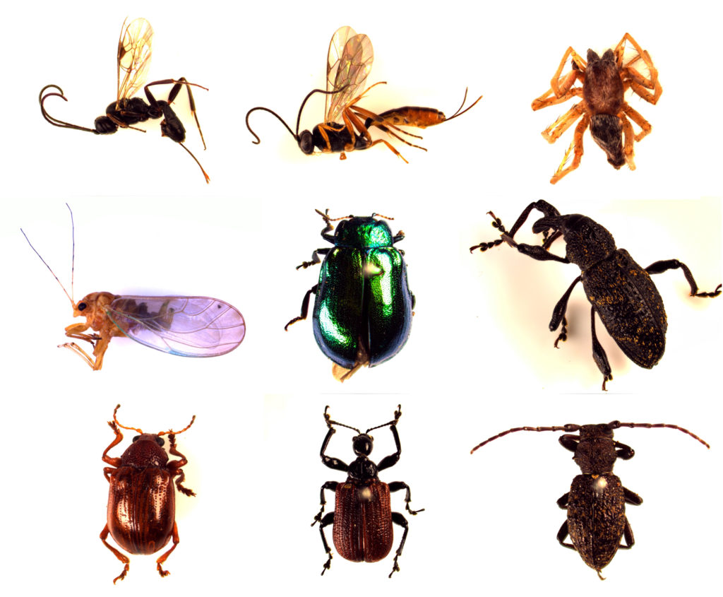 Fig1-Insects sampled in Uryu experimental forest in Japan