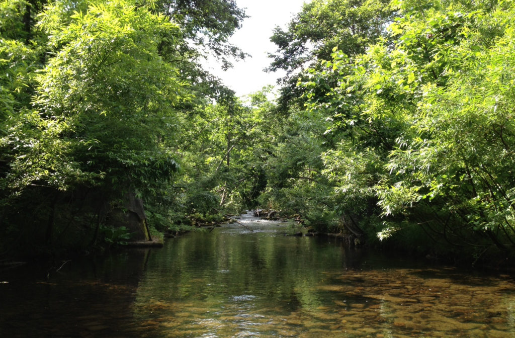 Fig2-One of the sampling sites in Uryu experimental forest