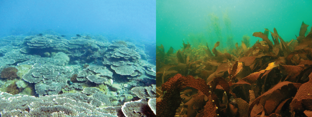 Warming is facilitating the expansion of tropical corals (left) into temperate coastal waters in Japan, where they are displacing local seaweeds (right), many of which, adapted to colder temperatures, are retreating northwards (Photos: Naoki Kumagai).