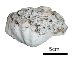 Giant clam shell