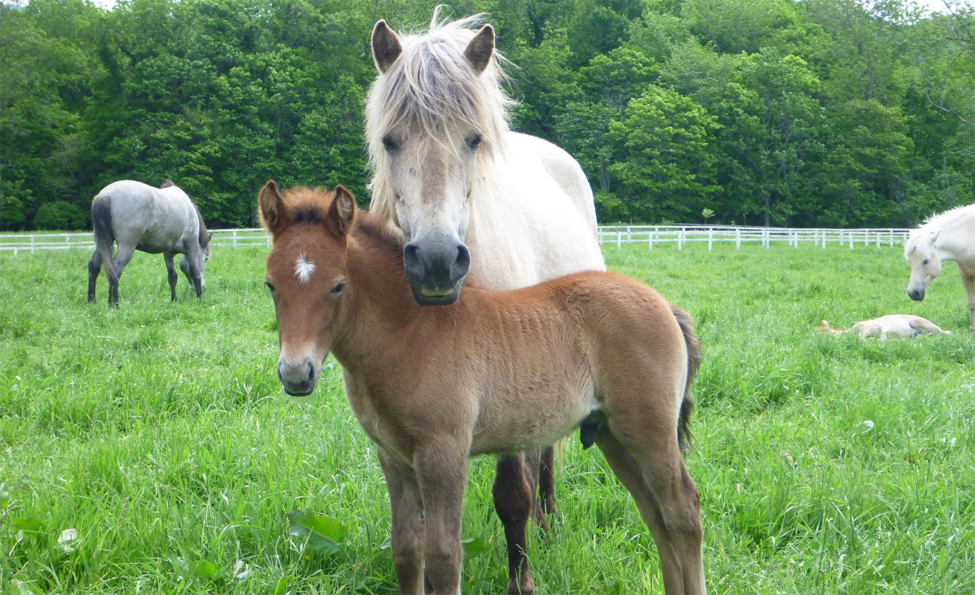 How do horses read human emotional cues? | Hokkaido University