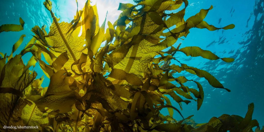 Kelp seaweed forest