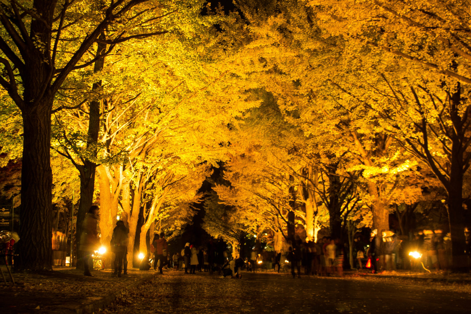 Experience the Beauty of Fall Under Ginko Avenue's Golden Canopy – HOKKAIDO  LOVE!