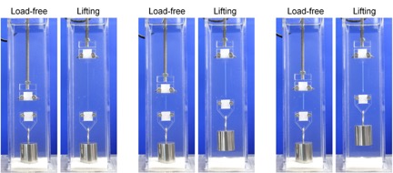 Self-Growing Materials That Strengthen in Response to Force