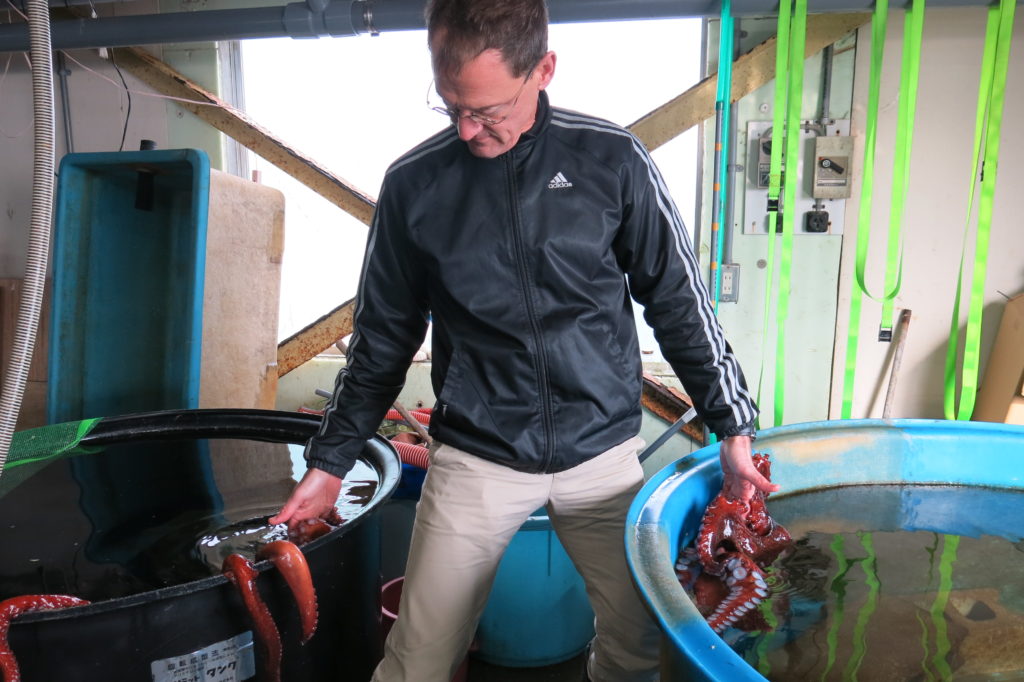 Dr. Bower handling some of the octopuses in the laboratory.