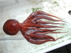 A Giant Pacific octopus. Photo by Robin Rigby.