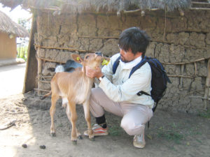 Konnai examines a calf.