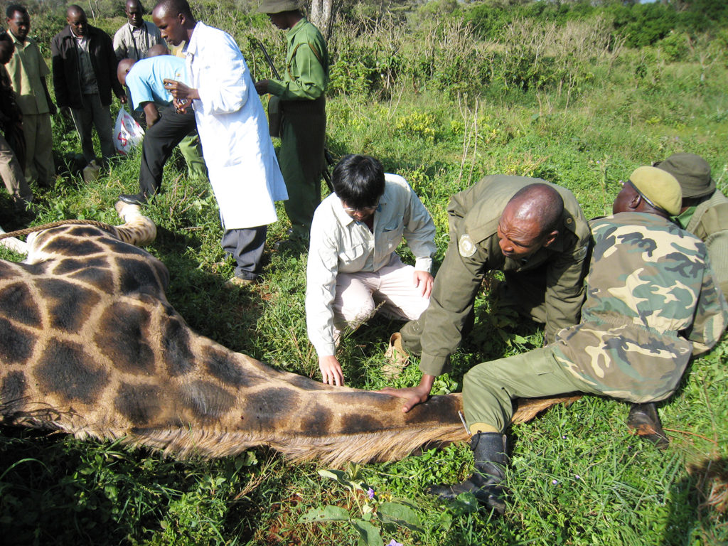 Konnai checks a wild giraffe for infectious diseases in Kenya.