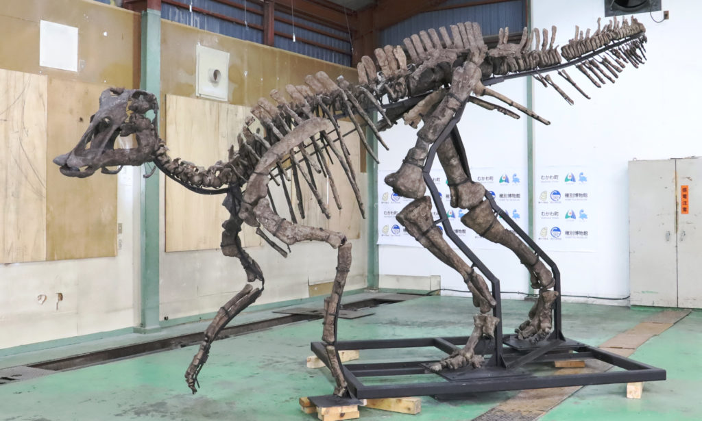 Mukawaryu skeleton on display. Photo by Yu Kikuchi. 