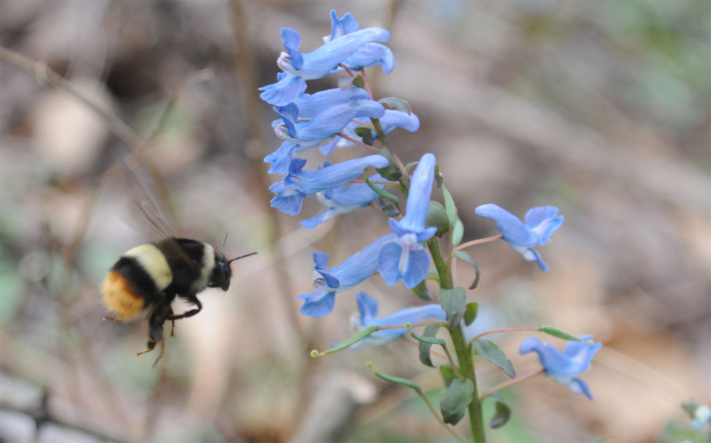 Um zangÃ£o visita Corydalis ambigua apÃ³s hibernar. Foto tirada por Yuimi Hirabayashi (Museu Bihoro).