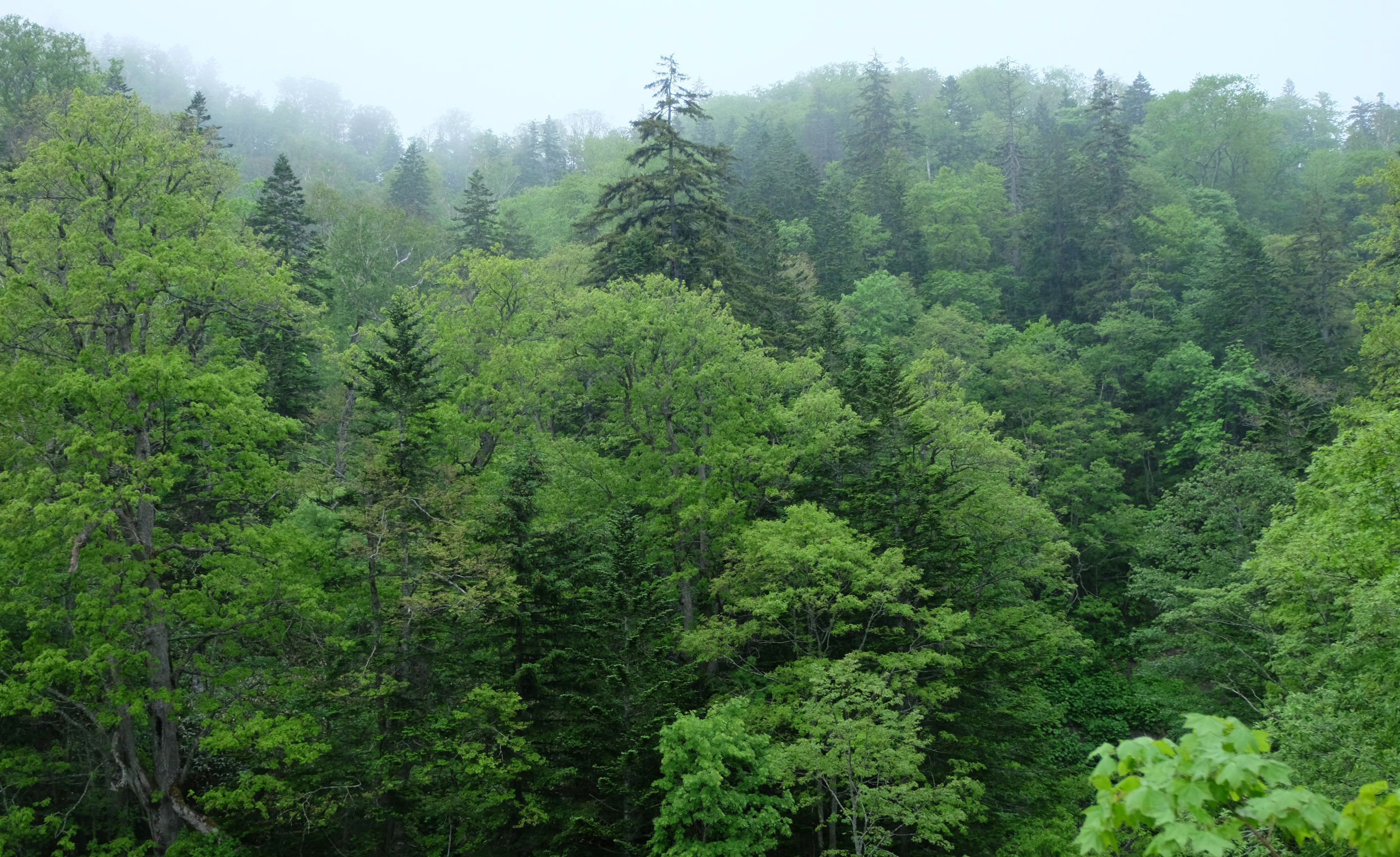 Занимает территории между тайгой широколиственными лесами. Леса Японии Хоккайдо. Широколиственные и хвойные леса в Японии. Хвойные леса Японии Хоккайдо. Хвойно-широколиственный лес.