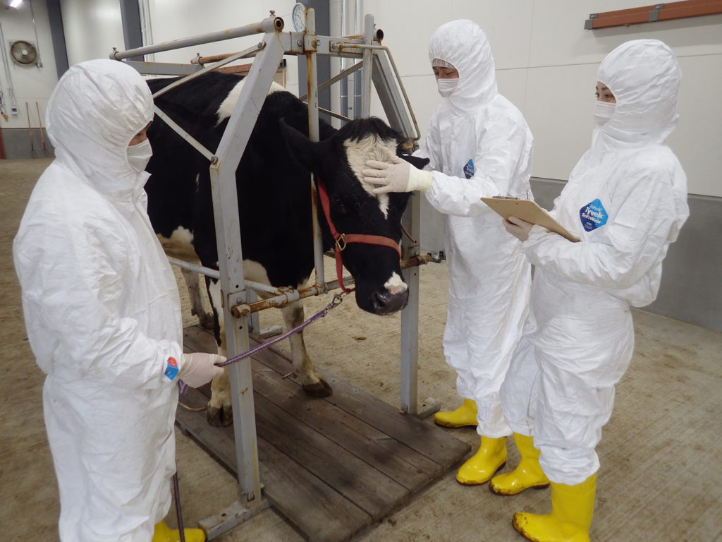 The research team checking a cow’s condition.