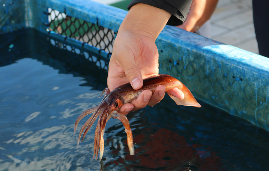 Squids are one of the major fishery products in Hakodate.