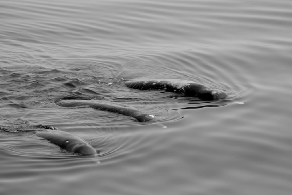 Unidentified beaked whales