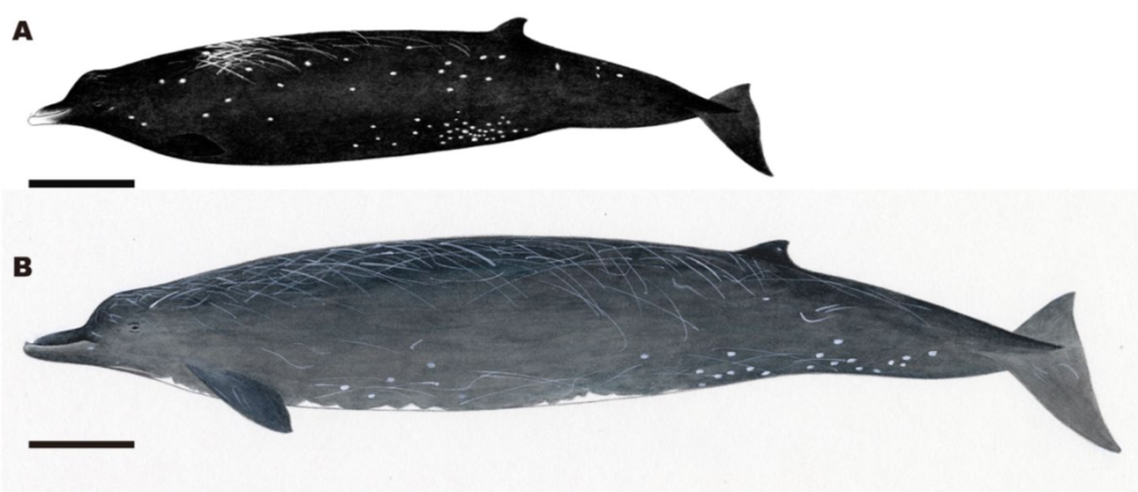 Illustrations comparing the new species and the Baird’s beaked whale