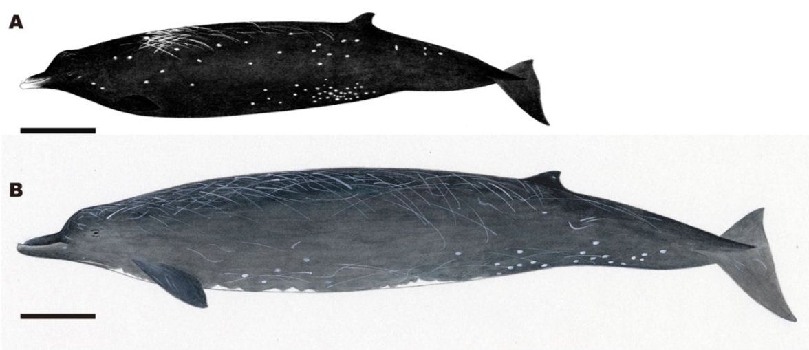 New whale species discovered along coast of Hokkaido Mirage News